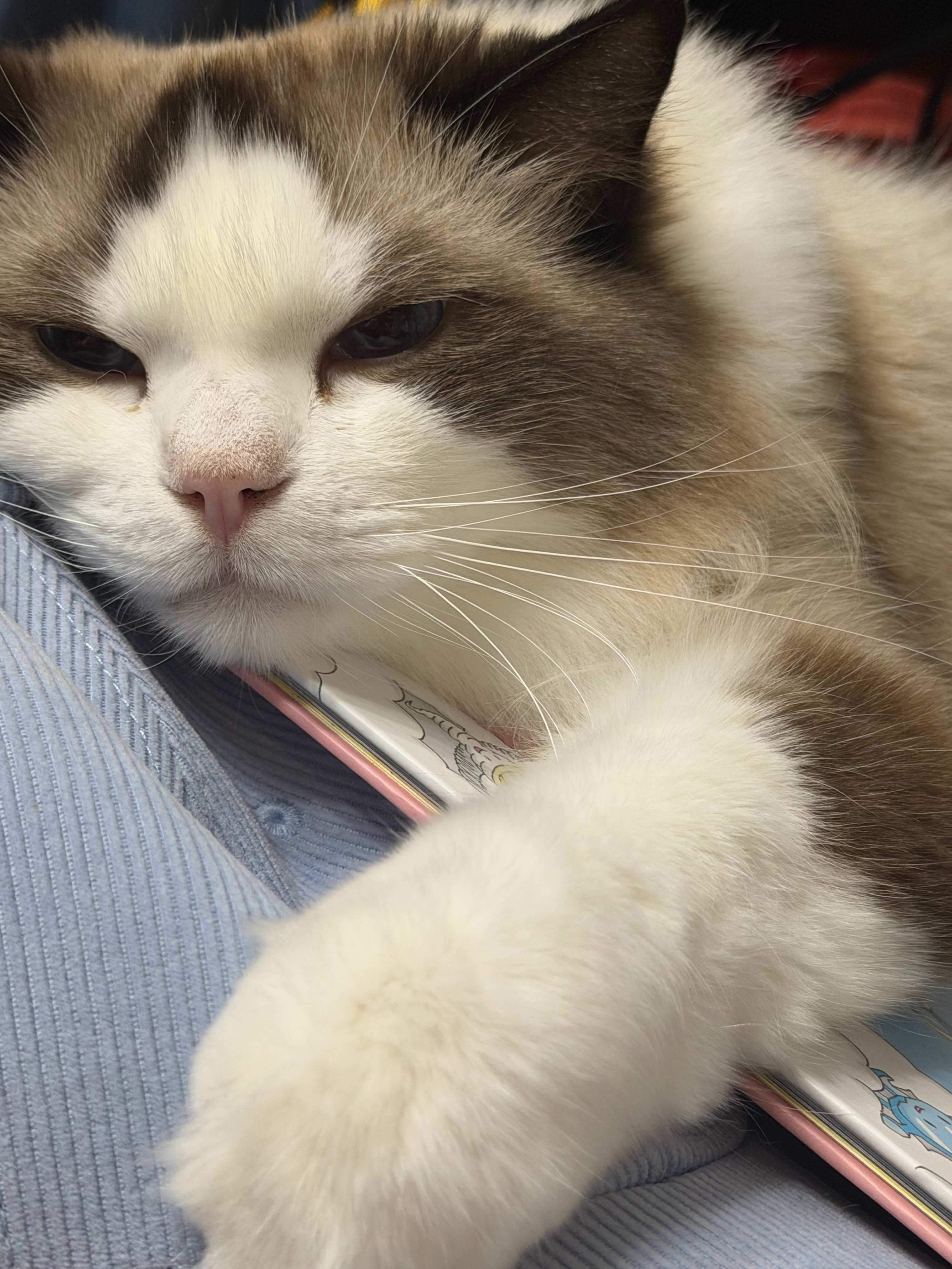 发财小猫咪，点点点点​​​