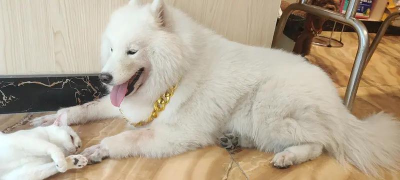 《白富美》:洁身自好就是“白”，自力更生就是“富”，内外兼修就是“美”。