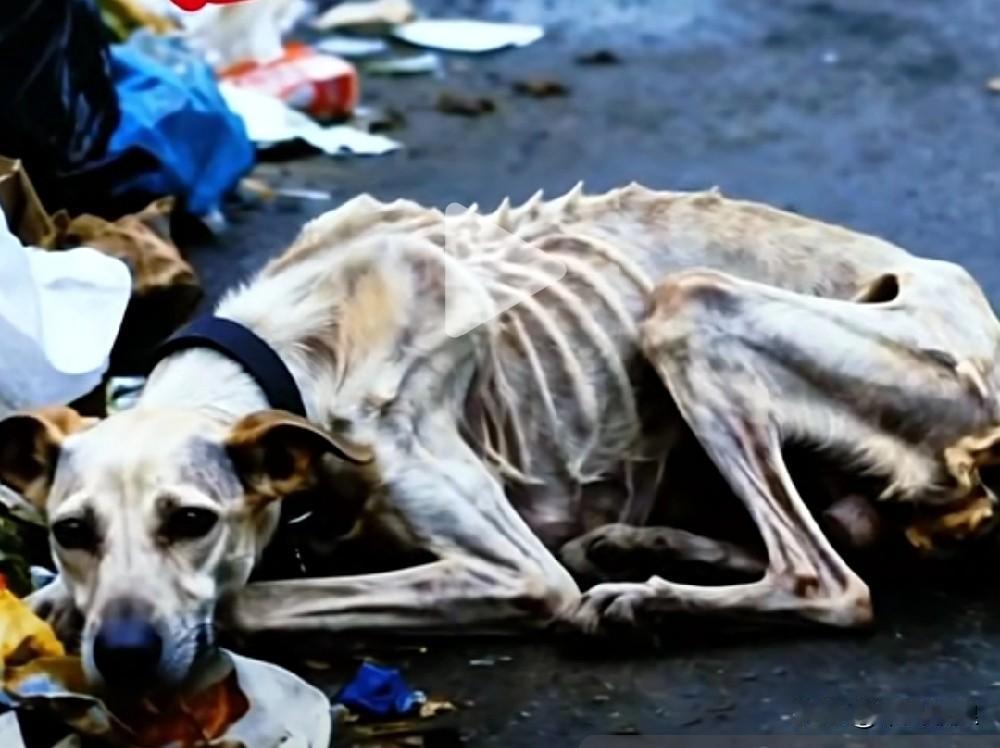 一只往昔为正义奋勇拼杀、战功卓著的警犬，被人领养后竟落得这般模样，究竟是谁将它遗