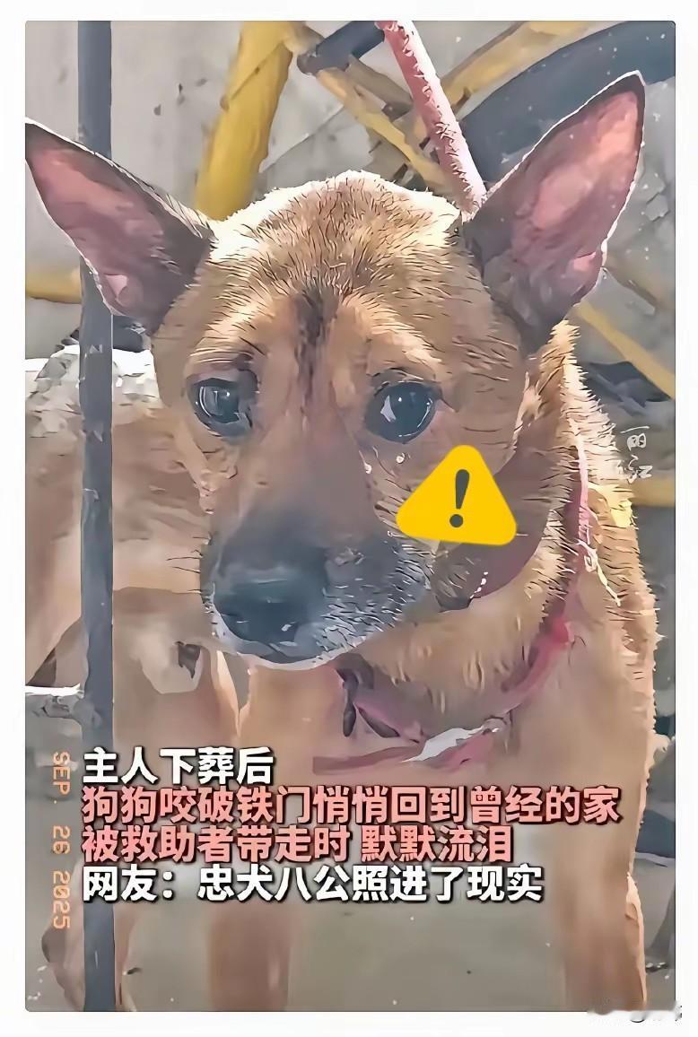 泪目了！一只狗狗的主人不幸离世，它的家也就人去楼空，锁了起来，可忠诚的狗狗不惜咬