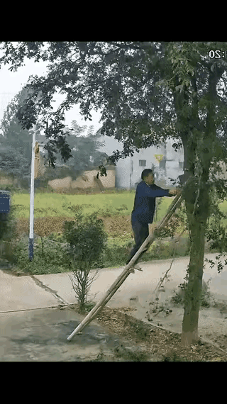 大叔杠着一把梯子，在自家门口修剪树杈。他未做任何安全支撑，便把梯子架在地板上，随