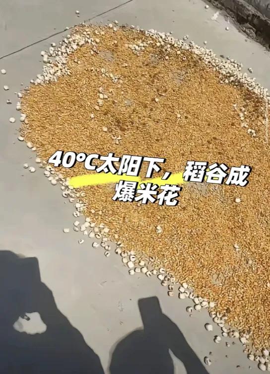 三伏天晒粮需谨慎，本想摊开玉米粒晾干，谁知水泥地烫得能煎蛋。正午阳光一照，噼里啪