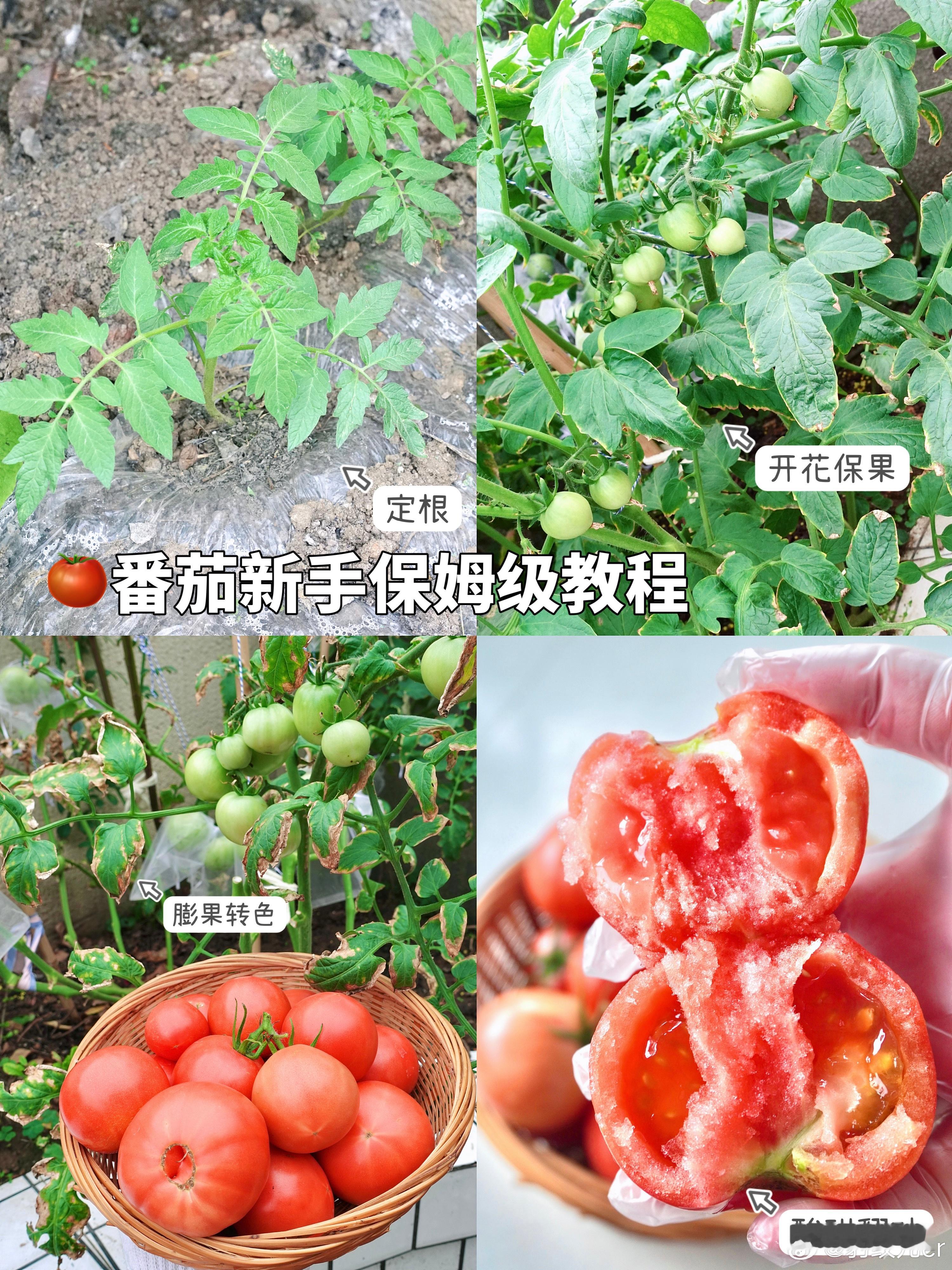 🐆阿豹的plog98🥰我的种田日记📔又来啦，给我的番茄🍅友友们记录了一