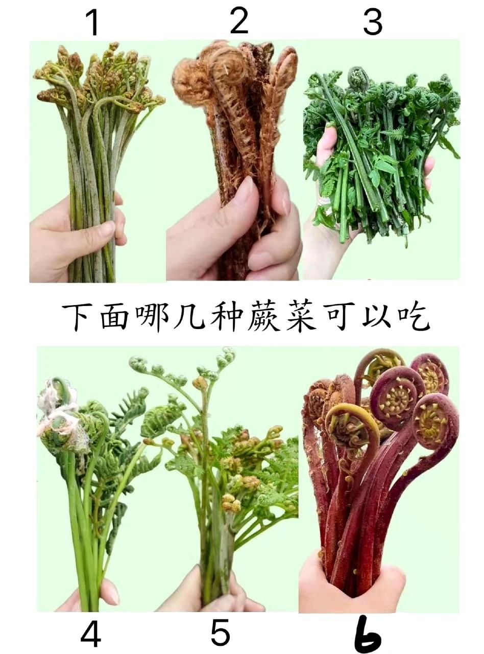 下面哪几种蕨菜可以吃？