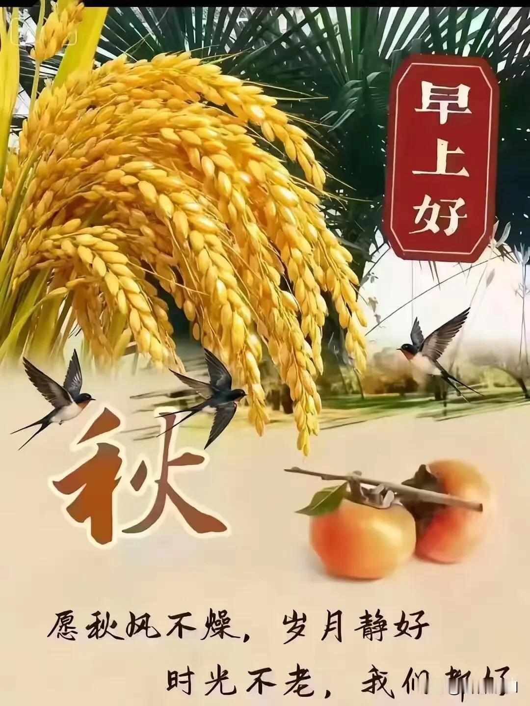 稻黄柿红，秋意安然，早上好，愿我们都好。