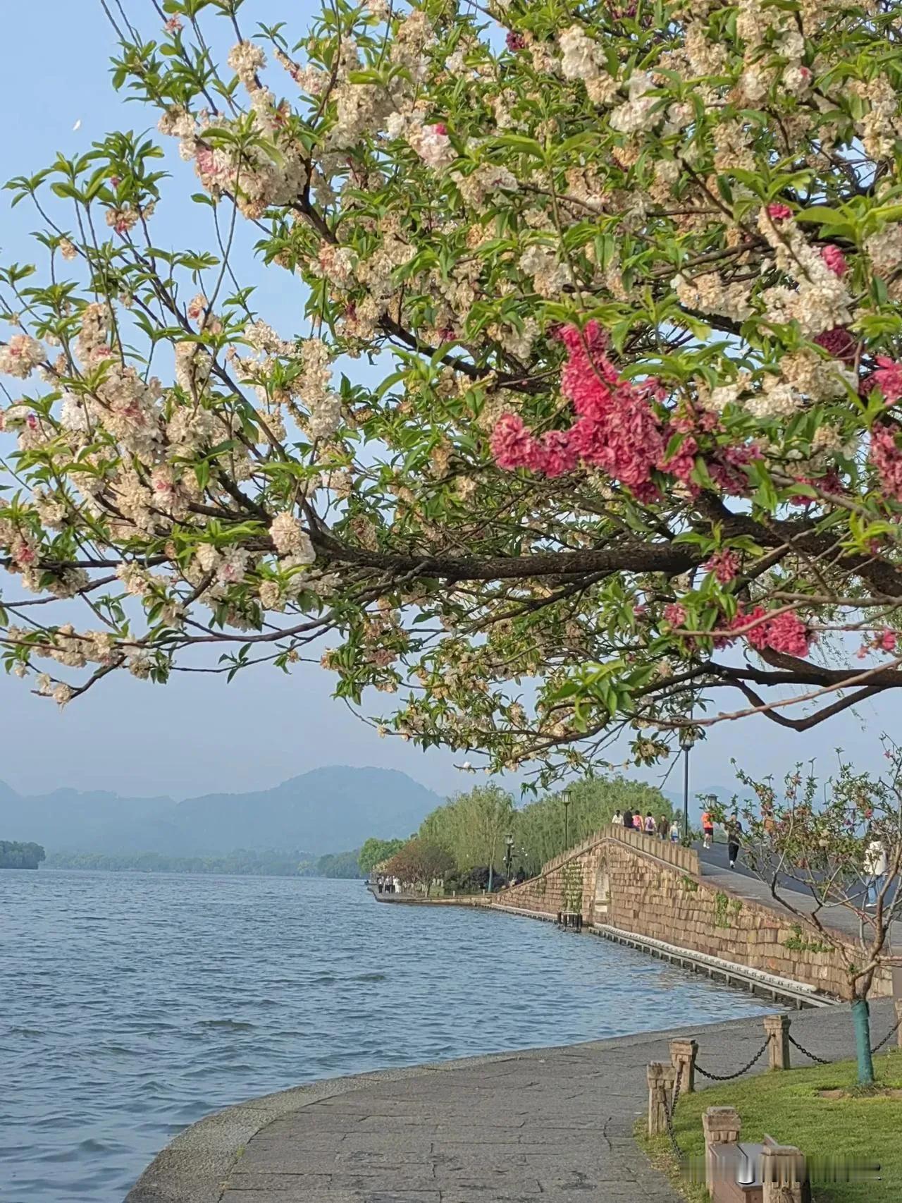 生命是一万次的春和景明。杭州美，最美是西湖；西湖美，最美是白堤。西湖赏春春