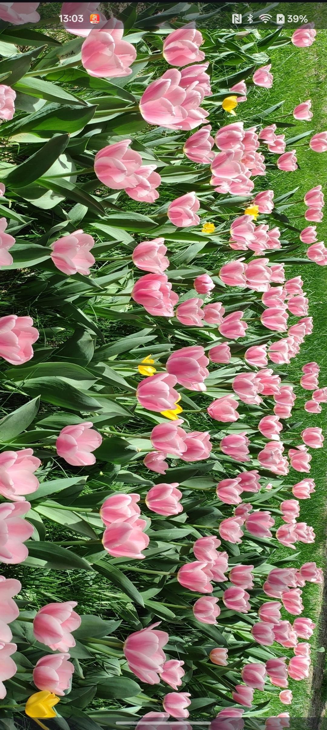粉色郁金香盛开，春日美景尽收眼底！🌷🌸🌼