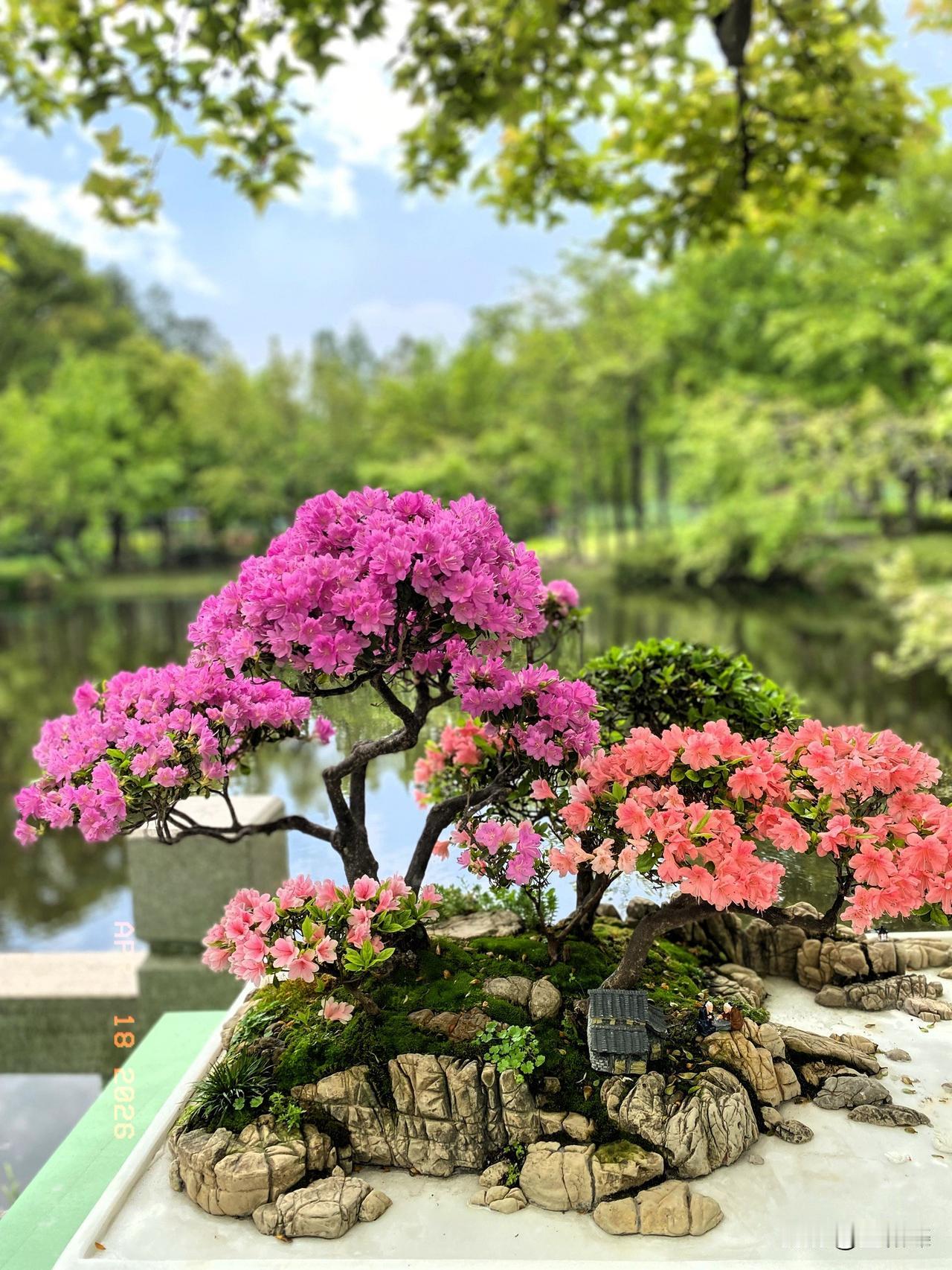 今日前往天平山观赏杜鹃展，200种、3万余棵地栽杜鹃，面积达2万余平，美得让我失