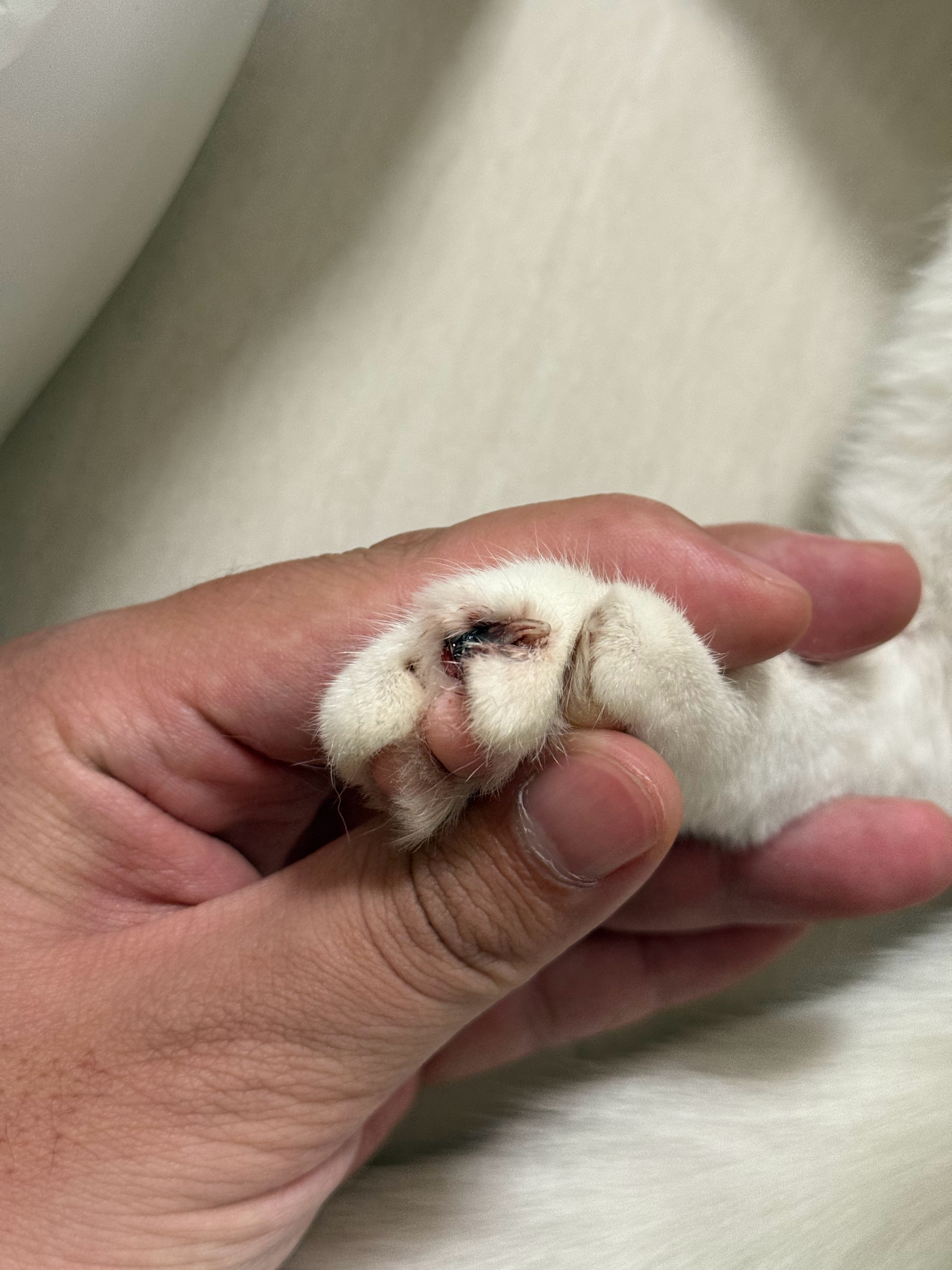 真服了这猫，不知道咋回事，我刚进家门发现地板上都是血，再一看猫脚丫子的指甲折了一