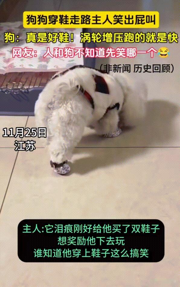 笑不活了！江苏，冬天到了主人怕冻狗狗的脚，就给它买来了鞋子。谁知狗狗穿上后四只脚