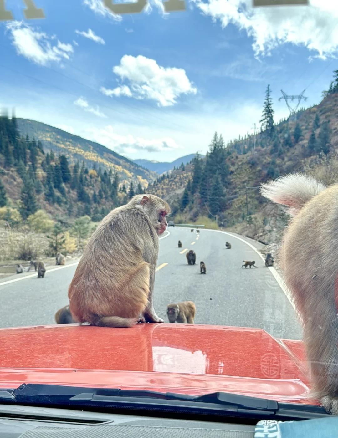 自驾川西谁能想到会被藏猕猴拦路🐒❗️🚗从阿坝到炉霍县的路上，走G227快