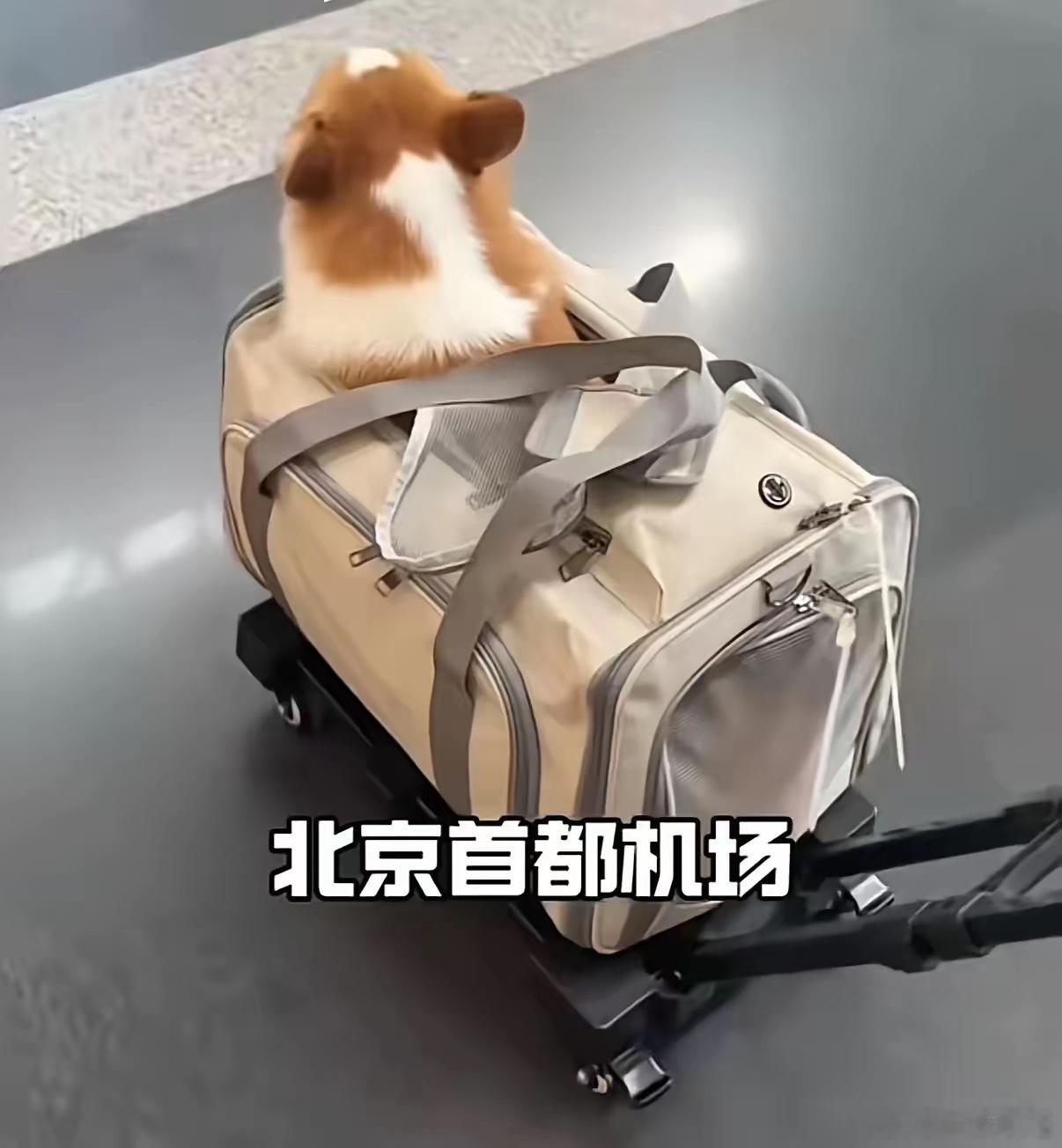 果然，机场还是“破功”了，早就料到有这一天！宠物进飞机、进餐厅、进超市，逻辑全是