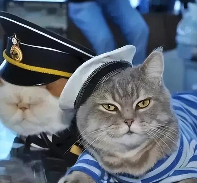 航母上为什么要养猫？是为了抓老鼠？那你就错了，现在航母上的猫可不是为了抓老鼠，而