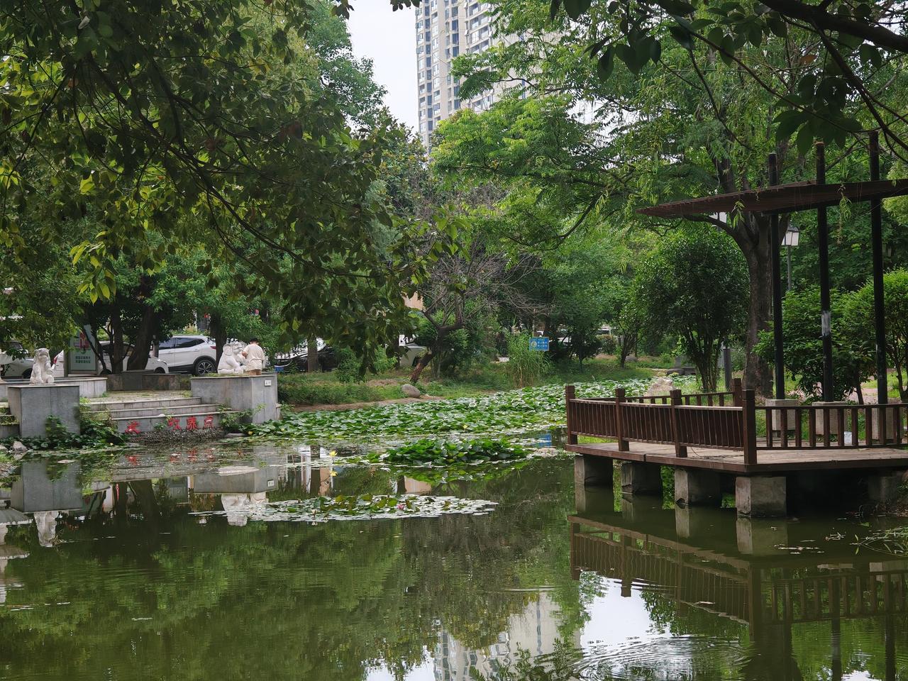 绿树成荫，是夏日里独有的浪漫。漫步在林间小道，身旁的树木枝叶交错，形成一片清凉