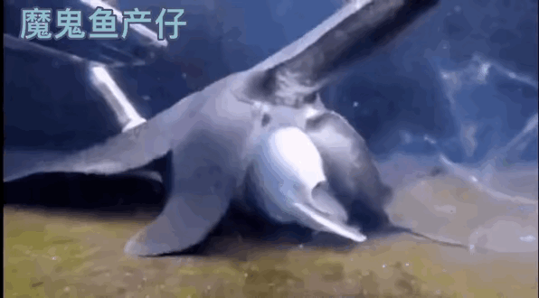 终于知道，它为什么叫魔鬼鱼了。