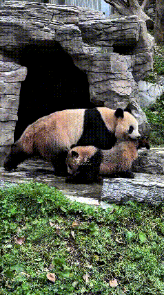 你瞅瞅这熊猫妈妈，真是操碎了心！看见自家娃玩得浑身脏得跟泥猴儿样，叼着小熊猫的腿