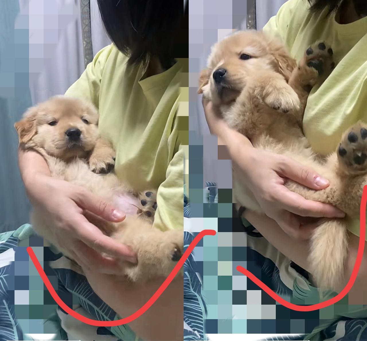 谁懂啊！刷到个视频直接看湿了眼眶——刚到新家的小奶狗凌晨两点不睡觉