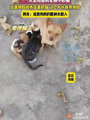 河南一名男子骑车闲逛的时候，看见一处厂房门口，有一只狗妈妈在喂养两只小猫，只见两