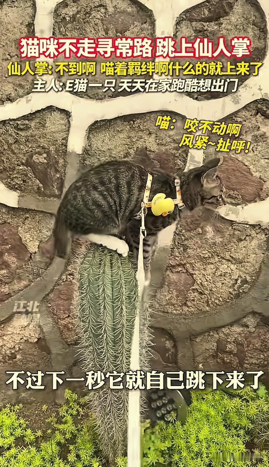 “太神奇了。”四川，一女子去公园溜猫，突然发生了不可思议的一幕：猫咪竟然一跃而
