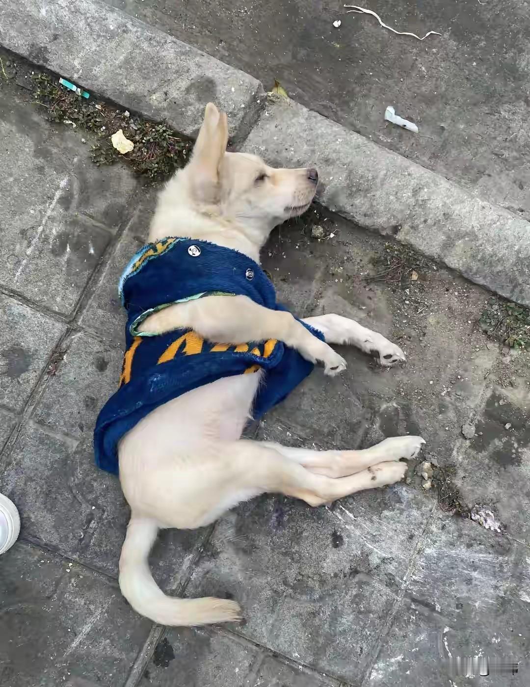 太可怜了，这天一位小哥哥去晨跑，当他跑到一个垃圾桶附近的时候，看到一只穿着蓝色马