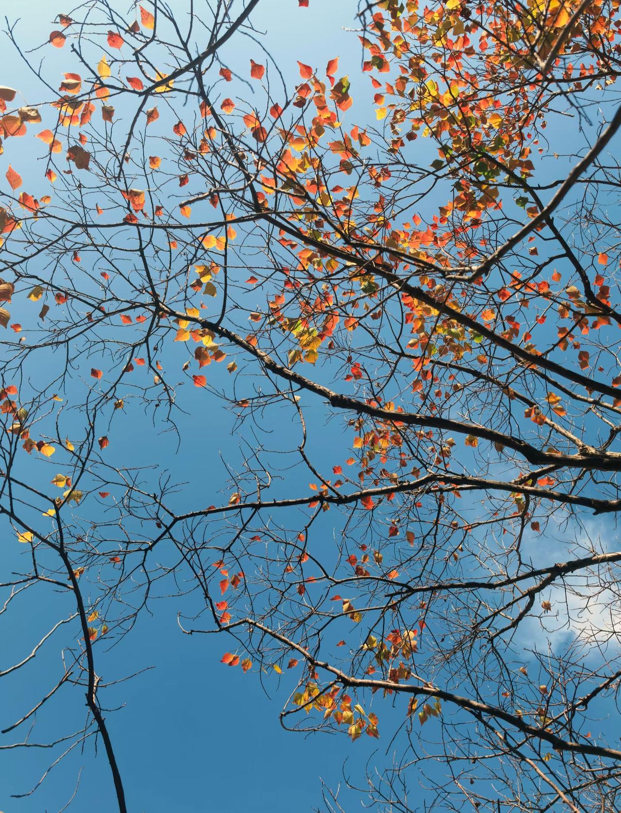 想看看大家手机里的秋天！最近真的是拍上瘾了我自己都没注意到好像秋天不管怎么