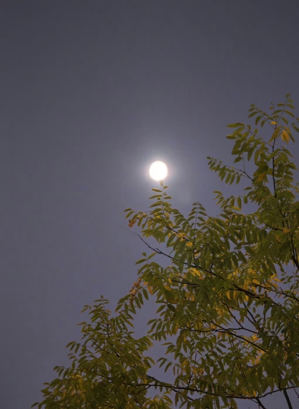 至少我们抬头仰望的是同一片天空～同一个月亮～​​​