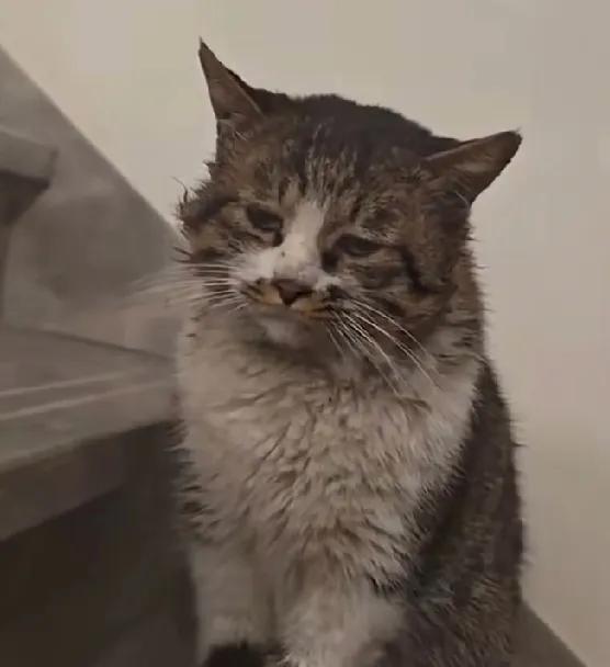 我家的猫咪打架打输了，垂头丧气的跑回家。我看它一头的伤，浑身被汗水浸透了，弄的脏