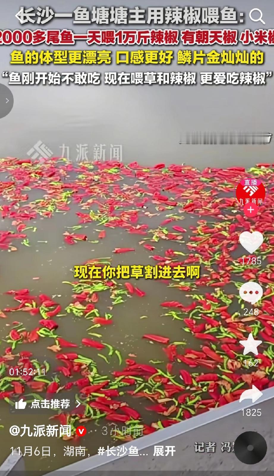 近期湖南长沙鱼塘塘主用辣椒喂鱼，引来不少网友围观，唐主家里鱼塘有60亩，约200