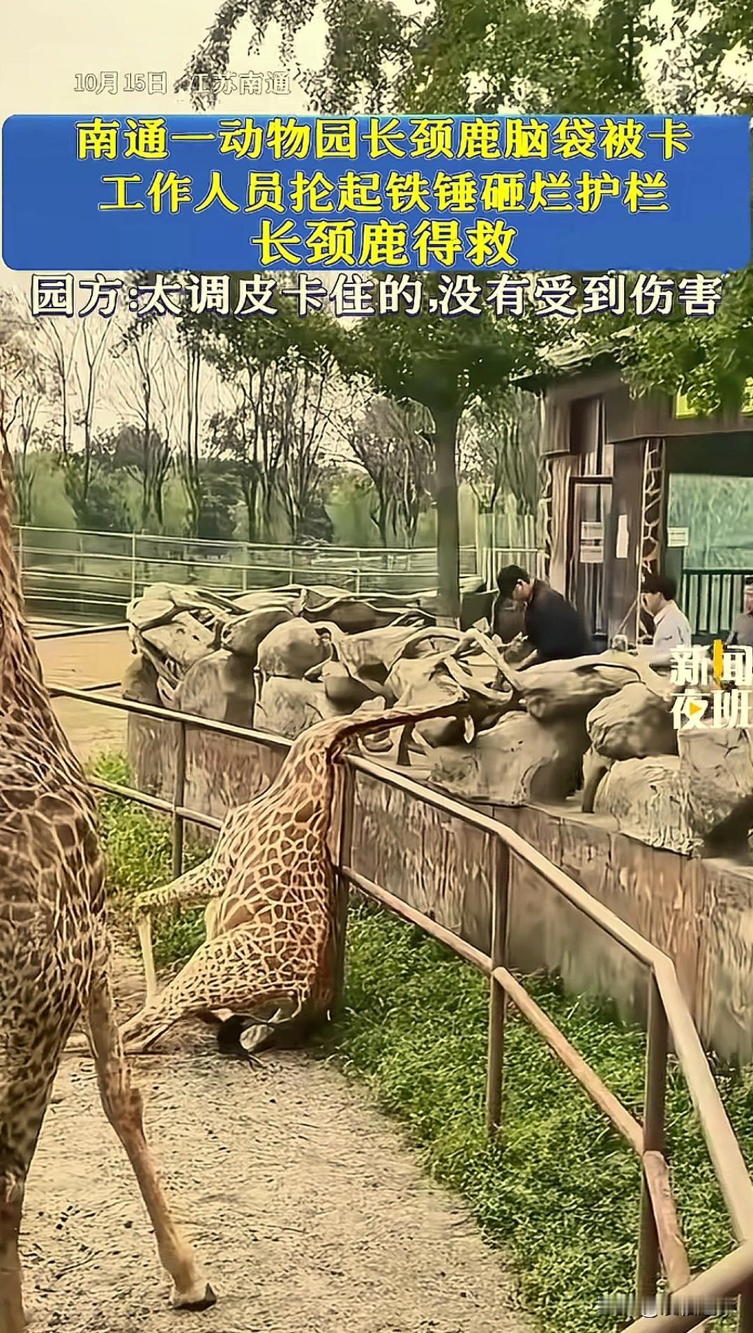 江苏南通，动物园内一头长颈鹿不慎将脑袋卡在了护栏石缝里，动弹不得，正挣扎时，工作