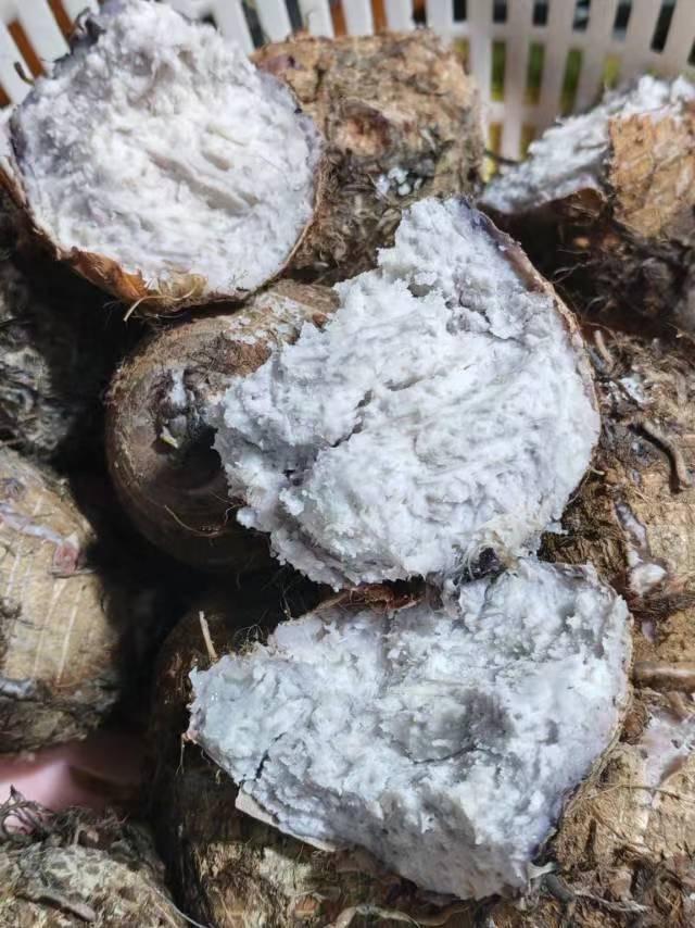 今天早上就吃这个了！芋头，这个东西即可以当早餐直接蒸熟吃，也可以作为一道菜，