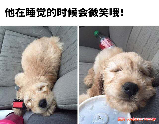 做了什么好梦啊狗勾meme​​​