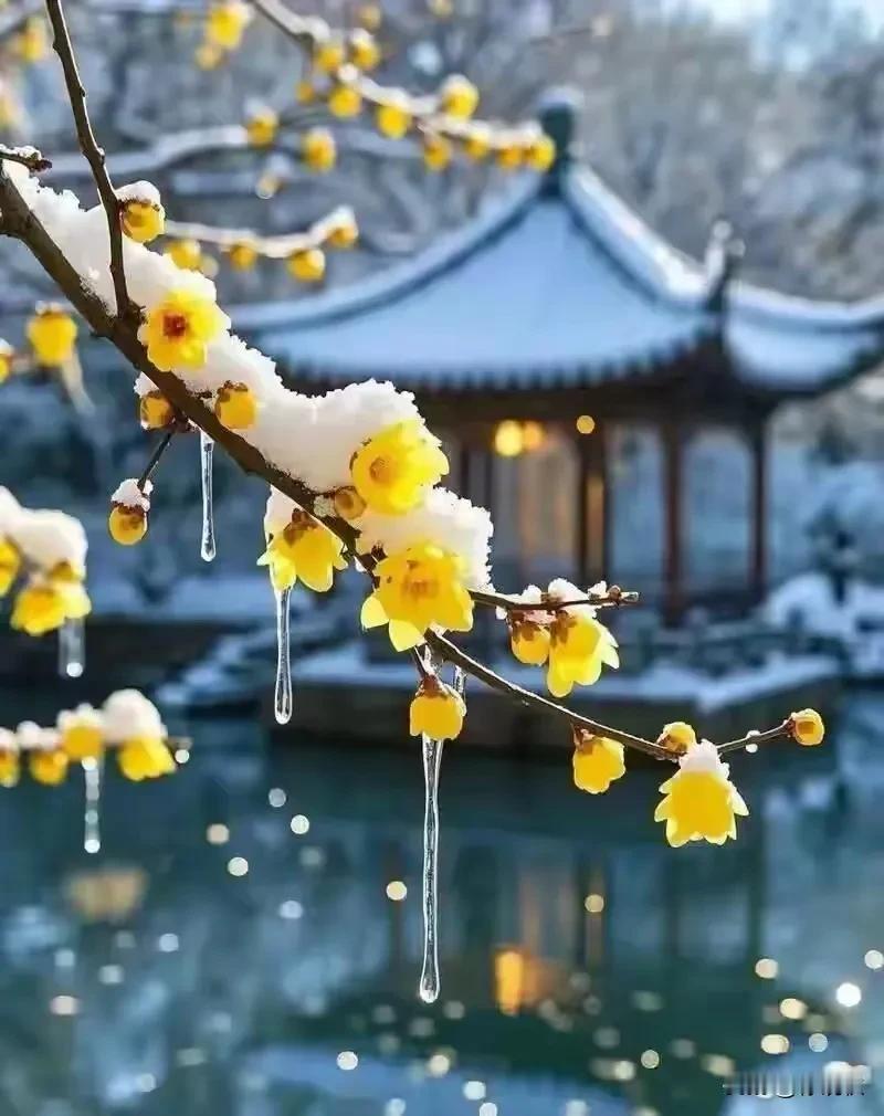 梅花欢喜漫天雪，飘飘洒洒迎春来。心怀暖阳，岁月不寒。与时光把盏，与岁月言欢。总有