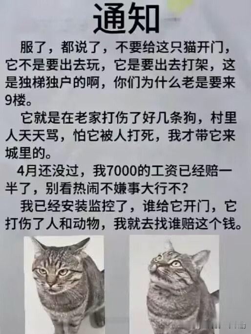 猫界街溜子版后续来了