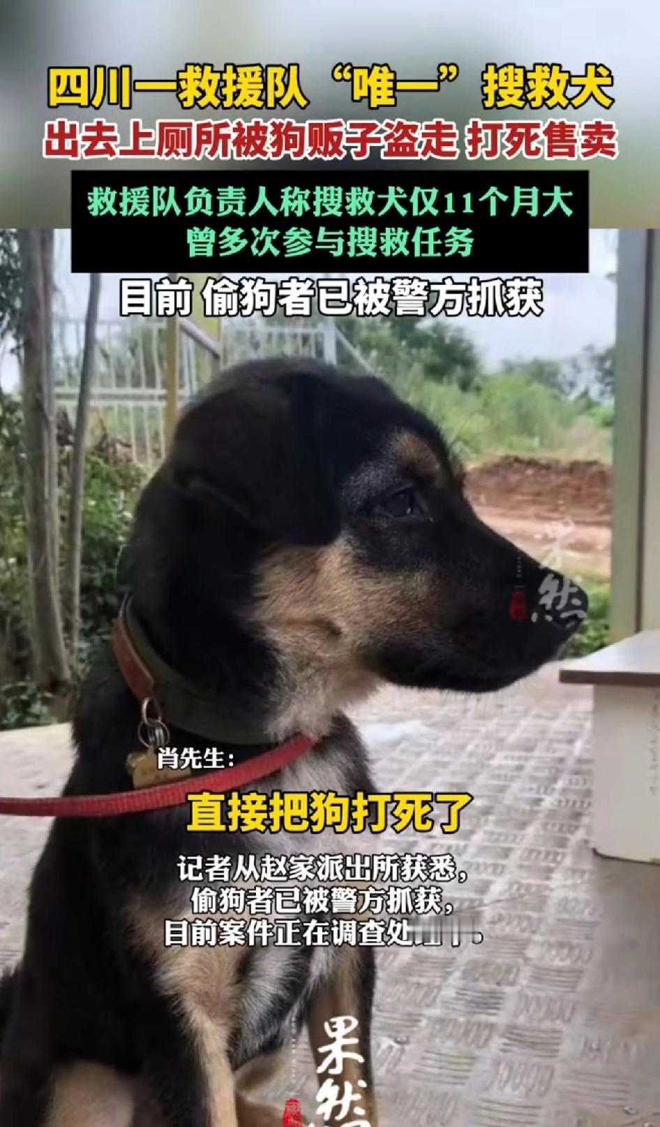 四川一救援队“唯一”搜救犬出去上厕所被狗贩子盗走，打死售卖。太让人气愤了！2月