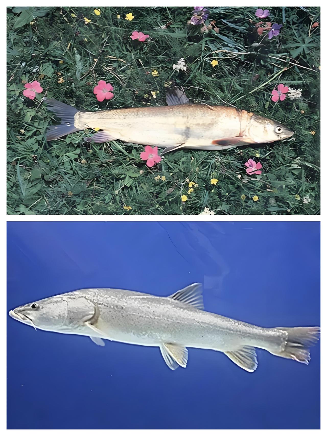 假如在野外钓到这种鱼怎么办？如果你在野外不小心钓到这种鱼，那么请不要犹豫，一