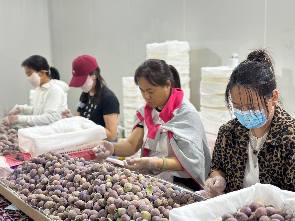 高价进口水果正在被国产平替迎来降价潮