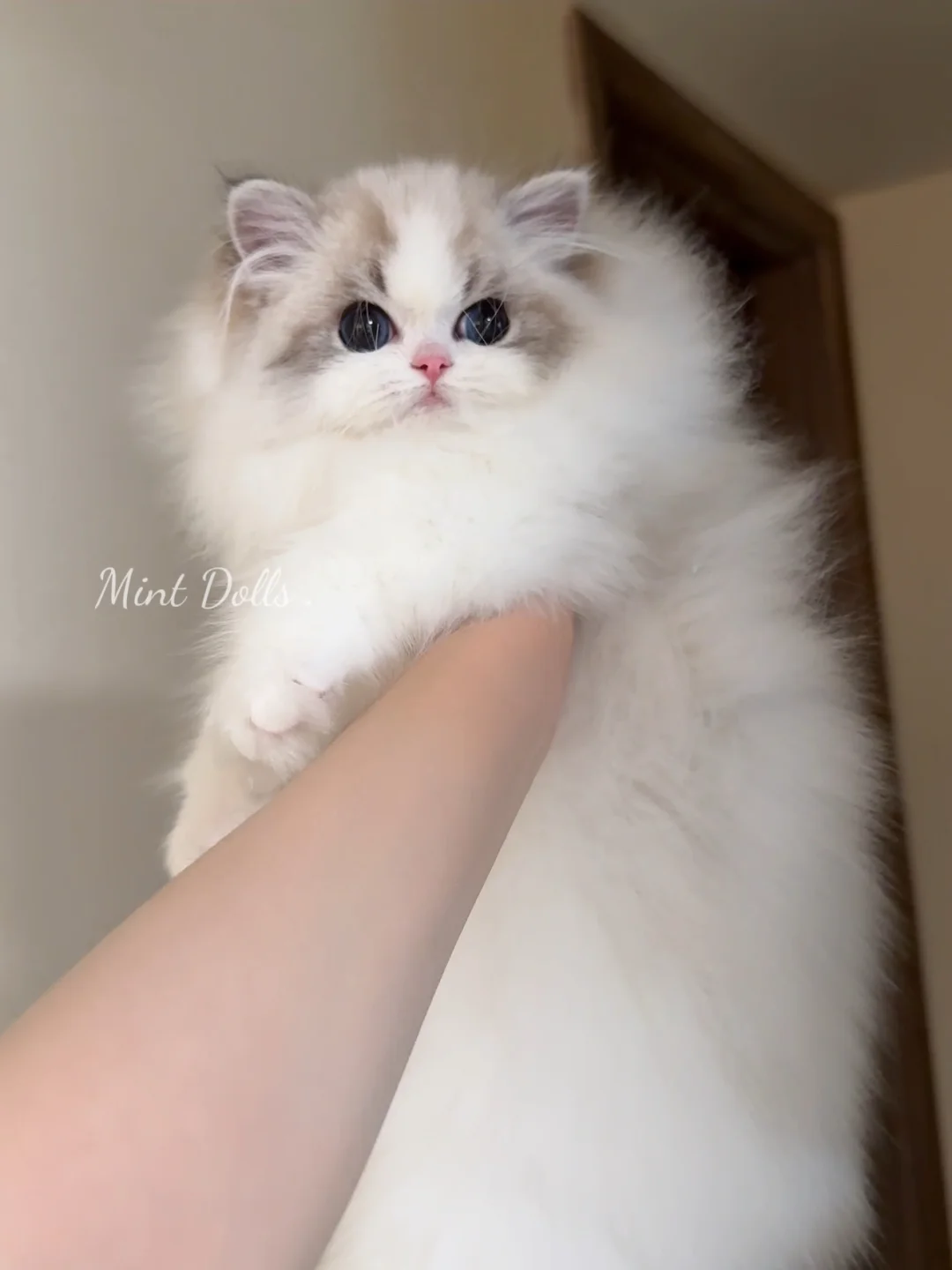 小猫知道自己很可爱吗？