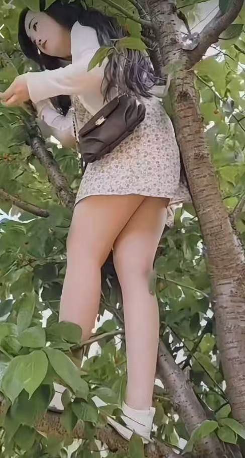 为了吃新鲜的樱桃，也顾不上那么多了