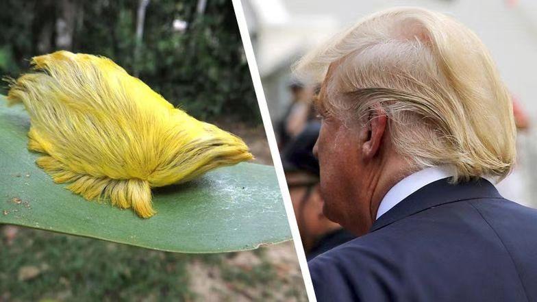 美国11月初选举后，风向变了，民主党抬头，特朗普或被架空，共和党不好过了。加州还