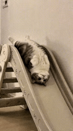 下辈子还来她家当小猫🐱