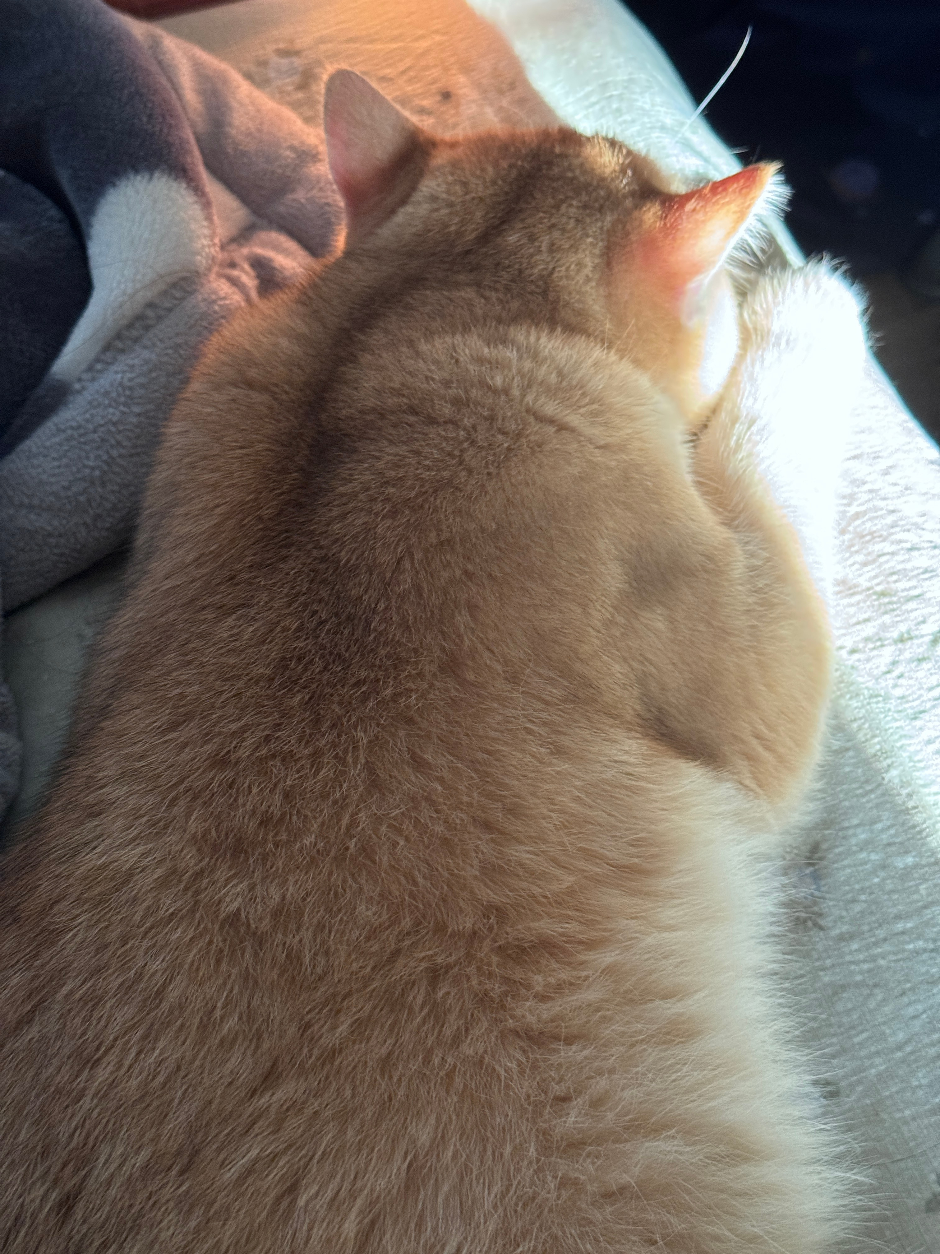 谁懂午睡睡醒后看到床边上陪睡的猫猫时的救赎感啊