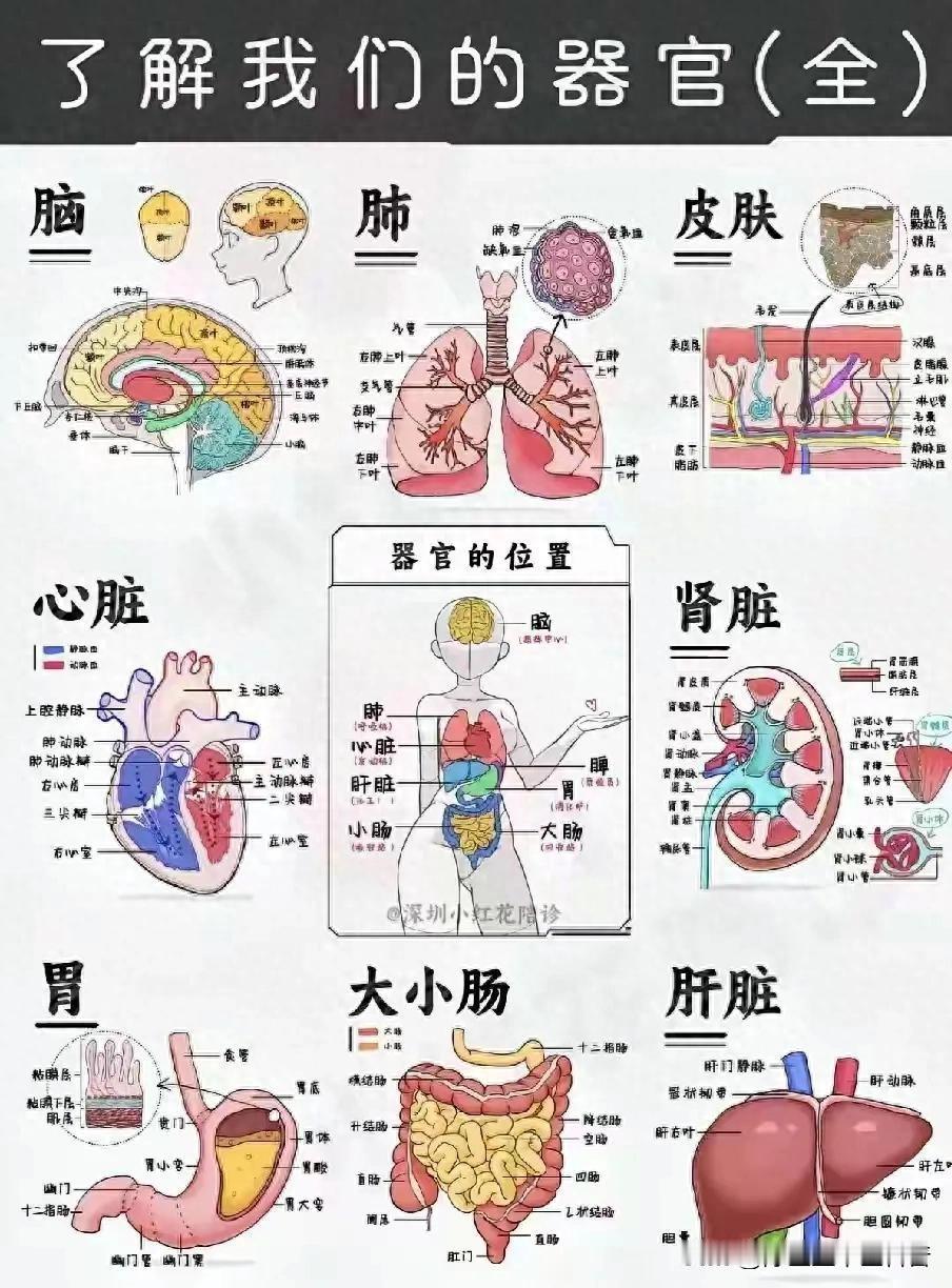 问题来了：你真的了解自己的身体器官吗？全面解析