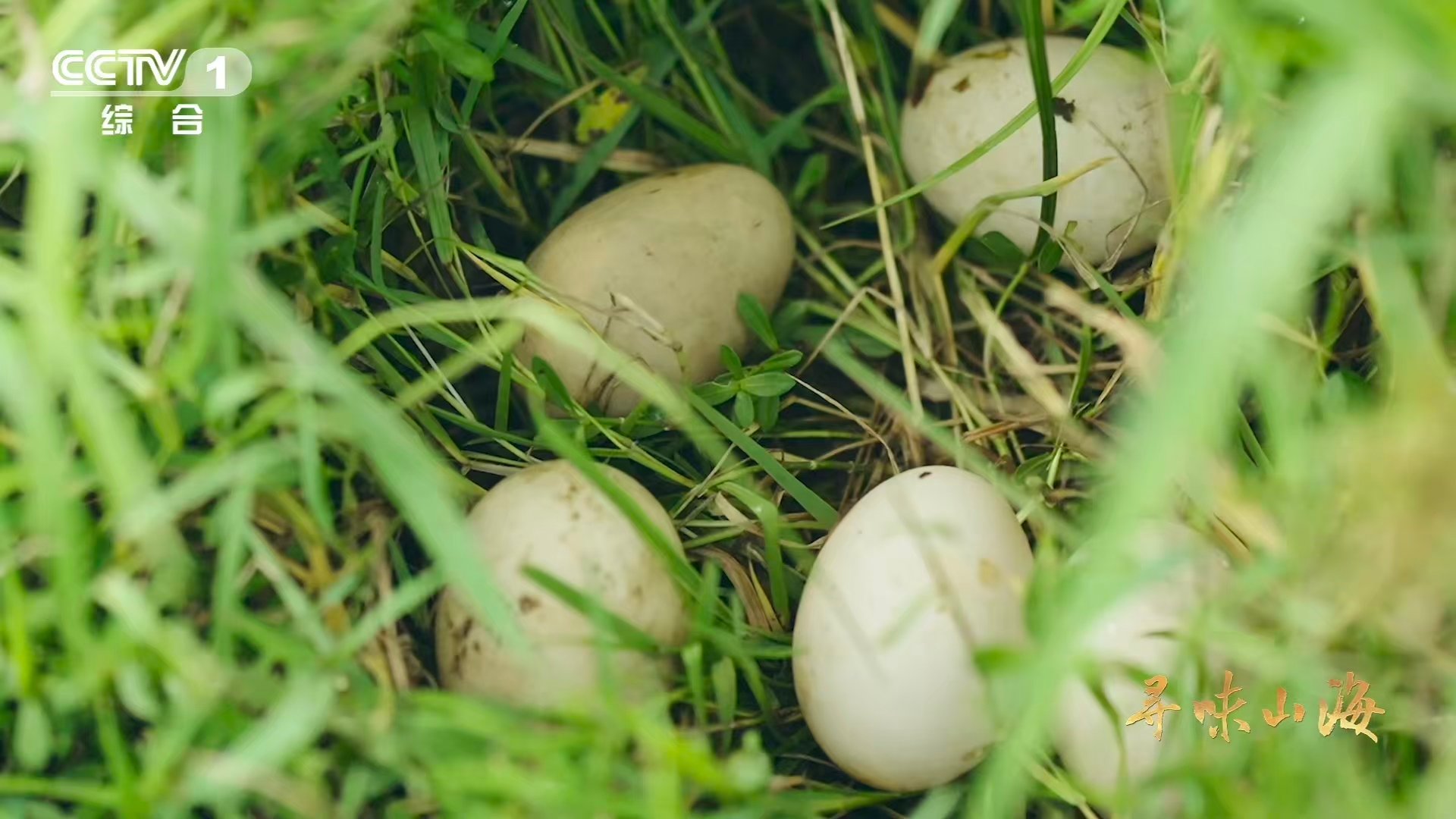 湖北这种鸭子的肉质能比肩牛肉湖北一处奇湖上岛屿多达1002座阳新鸭肉质的弹润堪