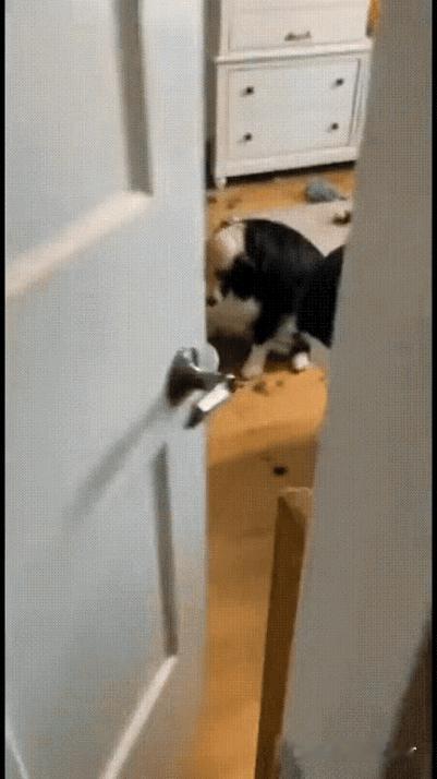 这孩子很有美发天赋，在家中闲来无事，用推子给狗狗理了一个很前卫，很新潮的发型，立