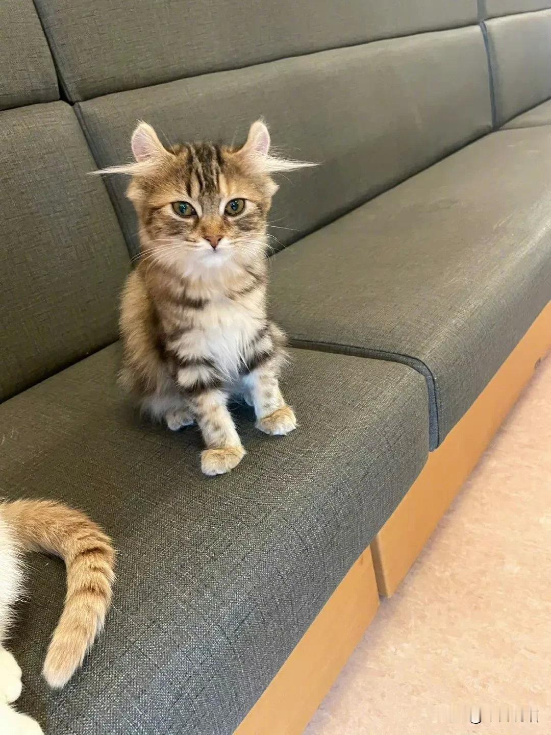 第一次见聪明毛这么长的小猫咪它一定很聪明吧！