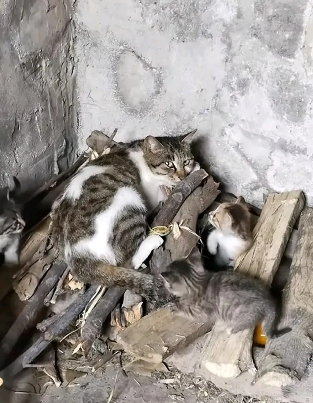 吃我的、喝我的，居然还提防着我！狸花猫悄悄把孩子叼到了柴房，5个孩子连个能趴着的