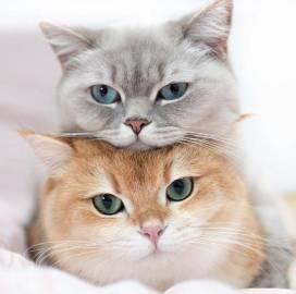 来鸭快活鸭，和我们一起玩叠猫猫鸭