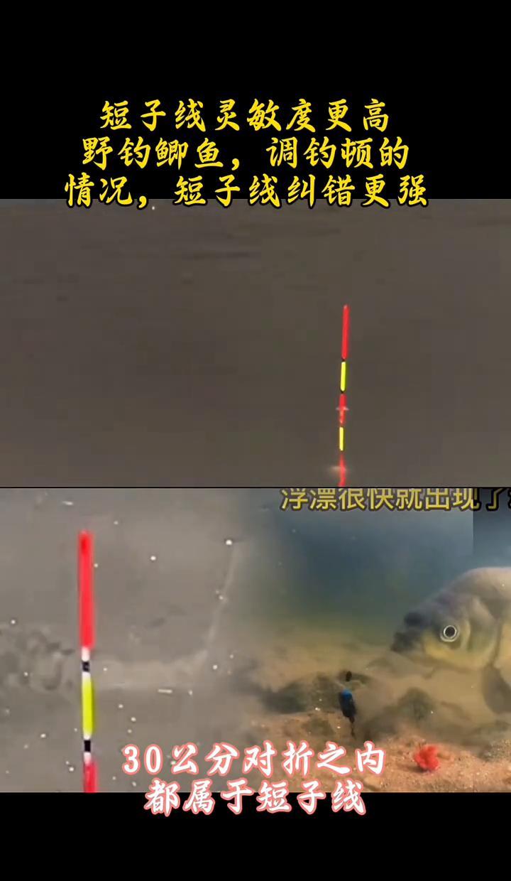 短子线一绑，鲫鱼秒上钩。别再用长线等信号了，浅水里它早把嘴凑到钩边了。调五钓