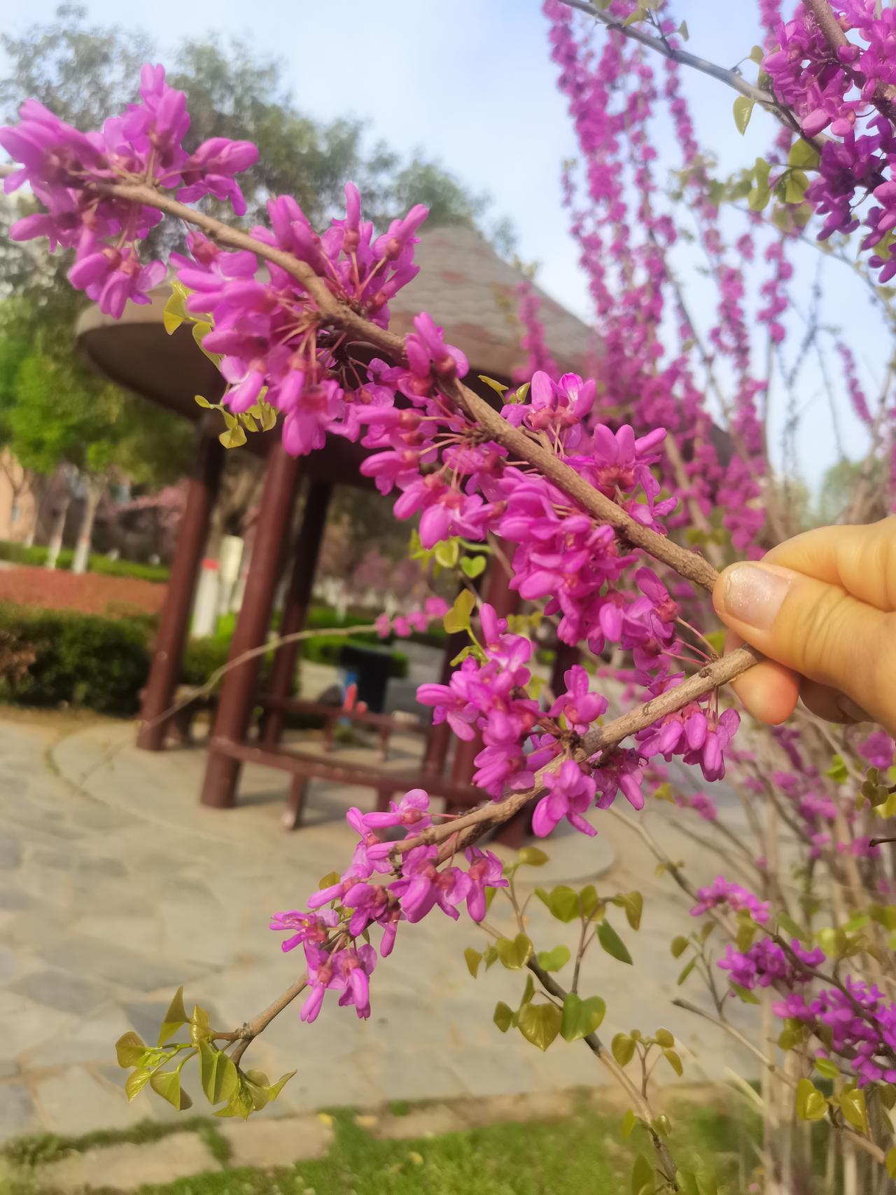 昨天带孩子在小区玩，碰到邻居小周，眼睛红红的。聊了几句才知道，她婆婆住院了，她想