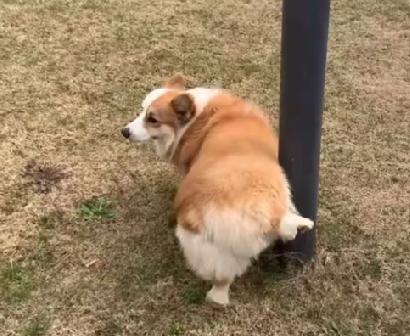 北京养犬条例草案放开尺度，引发全网反对声浪，因为北京是首都，是标杆。全国不养狗的